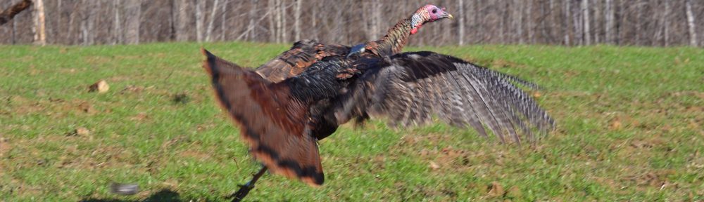 Maine Wild Turkey Project