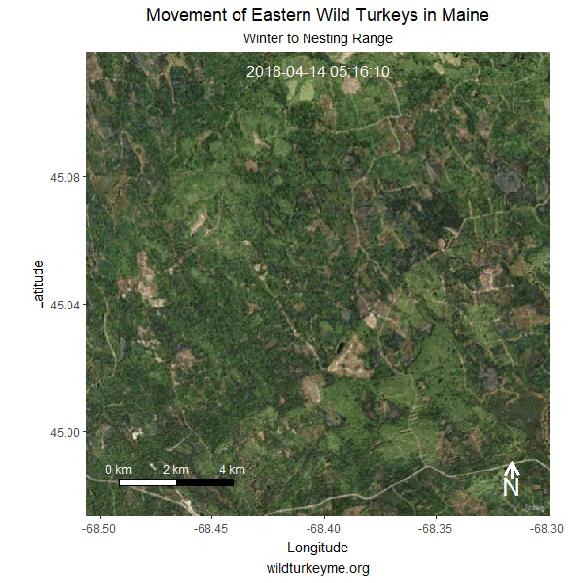Greenfield Birds Animation Winter to Nest10.gif